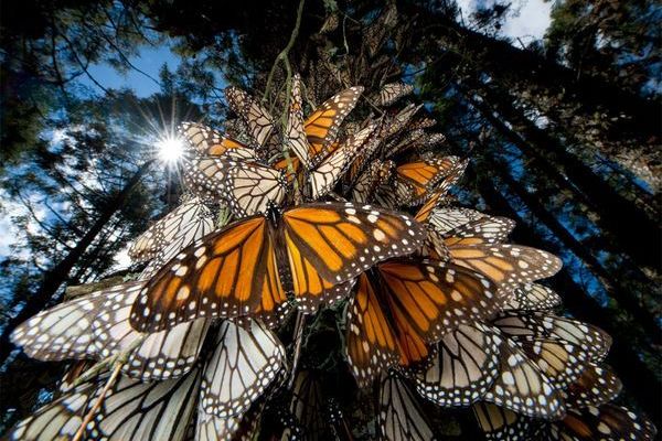 Reservas%20de%20mariposas