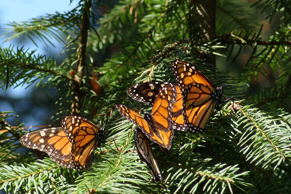 Mariposa monarca en mexico
