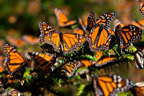 Mariposa monarca