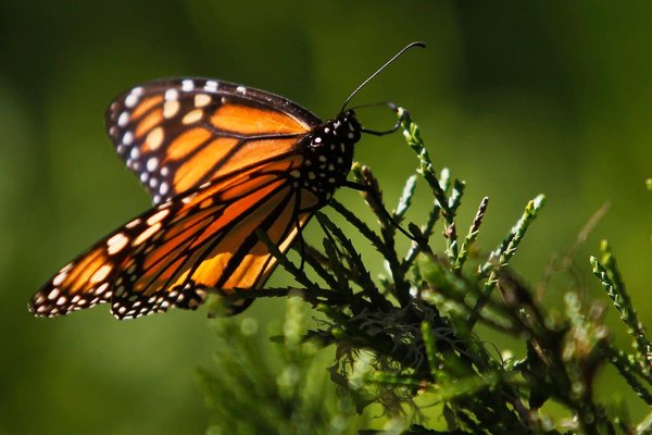Reuters mariposa flor